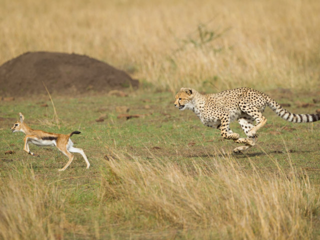 狩り中のチーター